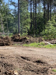 A hard has been cleared of trees so building may begin.